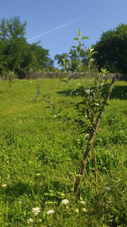 La Curtea Argeseana Apartamento Valea Iasului Exterior foto